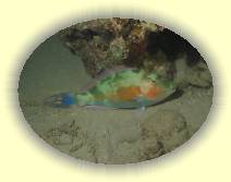 IMG_2007_05_28 23_16_58 * 2272 x 1704 * (515KB)